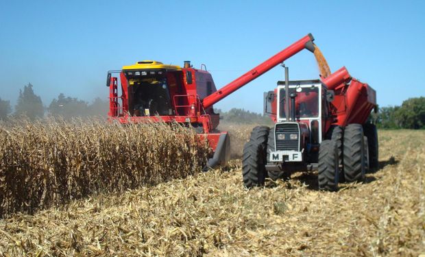 Cosecha de maíz sería de 23,5 M. de toneladas