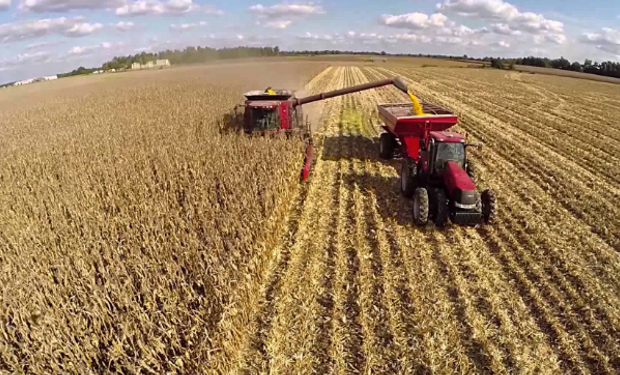 En Argentina, la superficie plantada aumentó un 5 por ciento desde el nivel récord del año pasado, alcanzando 7,25 millones de hectáreas.