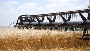 La cosecha de trigo avanzó un 70% y mostró rendimientos que superan los 60 quintales