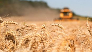 El trigo sube a un máximo de tres meses por los problemas para la cosecha