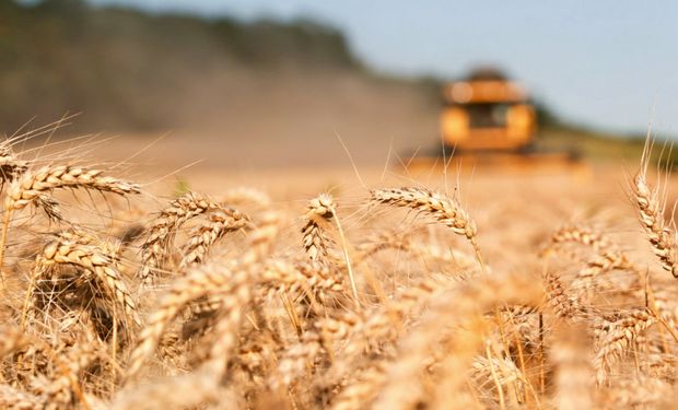 El trigo sube a un máximo de tres meses por los problemas para la cosecha