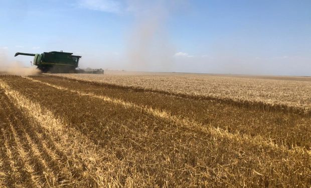 Aclaran que ningún comprador de trigo argentino modificó la condición de libre de OGM