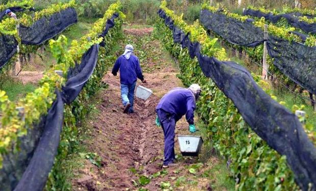 "Los productores para poder defendernos necesitamos tener un espacio en el contrato en donde se sugiera un precio sustentable", destacan.