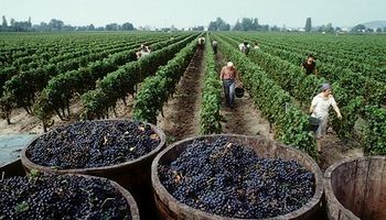 La cosecha de uvas será la tercera más baja de la última década