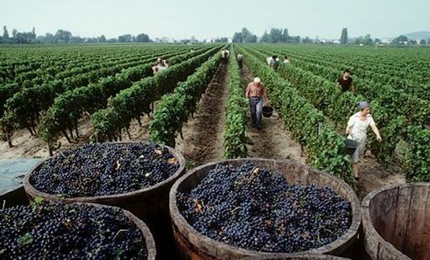 La cosecha de uvas será la tercera más baja de la última década