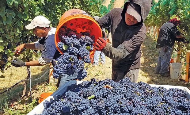 El sector vitivinícola presentó el plan estratégico para el 2020-2030 con foco en la sostenibilidad