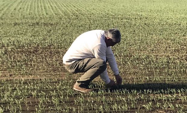 El ánimo del campo: un 64% de los productores postergó sus inversiones en la pandemia