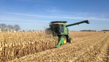 Informe del USDA: el mercado espera un importante recorte para la cosecha de maíz en Estados Unidos