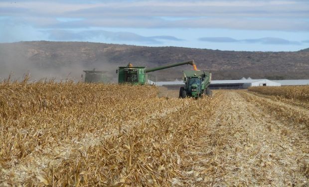 La atención de cosecha ahora pasa al maíz: qué condición tienen los cuadros que resta cosechar