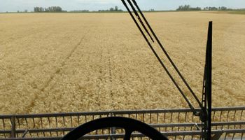 Trigo: leve baja de las exportaciones a Brasil