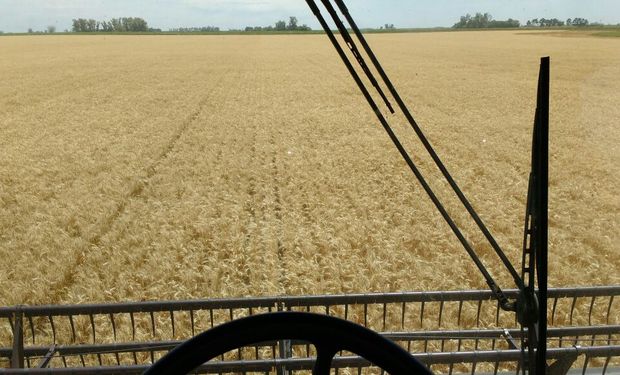 Brasil aumentó 31% sus importaciones totales de trigo.