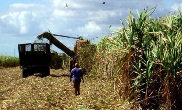 Esta incertidumbre desvela a los cerca de 6.000 productores cañeros de Tucumán, Salta y Jujuy.