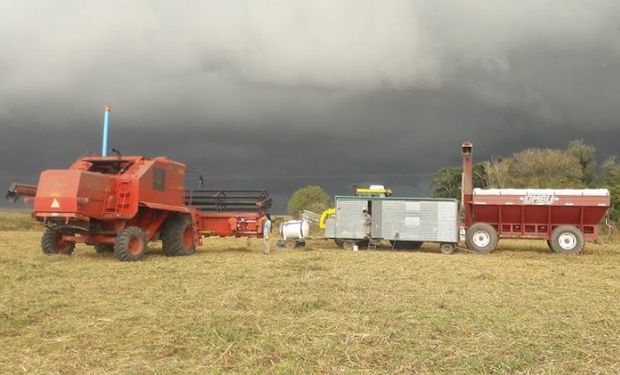 Precipitaciones frenaron el ritmo de las cosechadoras. Foto: Franco Valdez‎