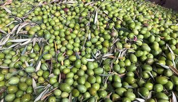 ¿Peligra la cosecha de aceitunas? Cuánto pagan por cajón y qué piden los trabajadores