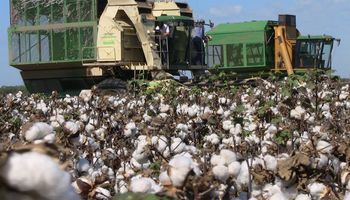 La caída del precio, frenó la cosecha del algodón