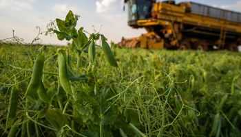 Todo para crecer: los cultivos con demanda creciente que ofrecen una gran oportunidad a la Argentina