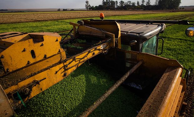 El potencial del campo argentino en una producción que pasó de nicho a industria multimillonaria en menos de una década: "La calidad argentina es altamente demandada y reconocida"