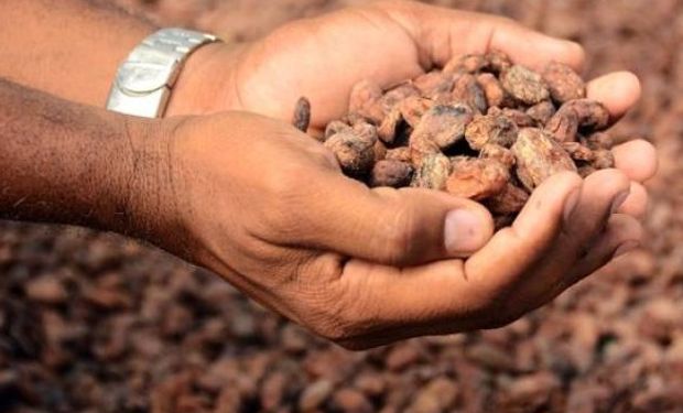 La cosecha de cacao fue la peor de los últimos 70 años tras los destrozos dejados en esa zona por los huracanes Matthew e Irma.