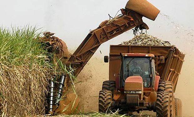 Buscan tecnificar la cosecha de caña de azúcar