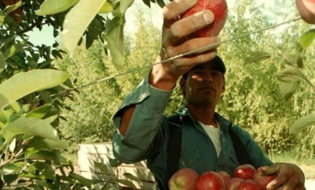 Cosecha y empaque de frutas en las provincias de Rio Negro y Neuquén.