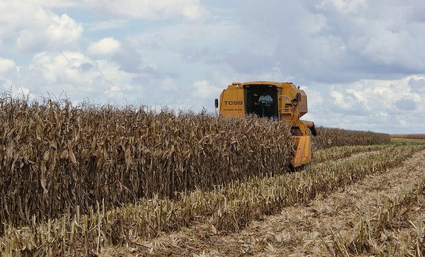 Se termina el maíz, comienza el girasol y avanza bien el trigo