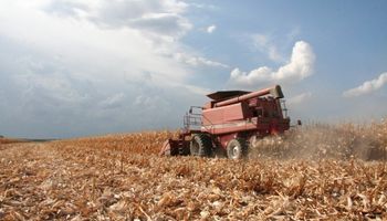 Cosecha de maíz logró cubrir un 25% de la superficie