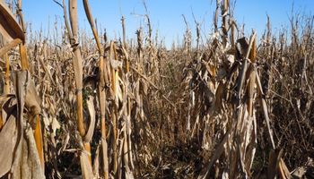 El maíz temprano deja picos de 125 qq/ha y ya se cosecharon 20 millones de toneladas
