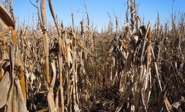 El maíz temprano deja picos de 125 qq/ha y ya se cosecharon 20 millones de toneladas