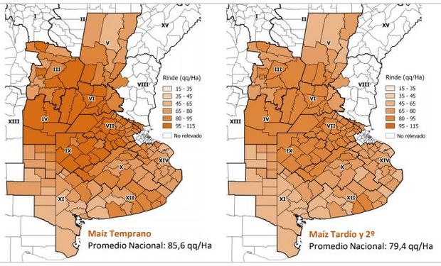 Del maíz total de la última campaña, un 55% fue de planteos tempranos y un 45% correspondió a cuadros tardíos.