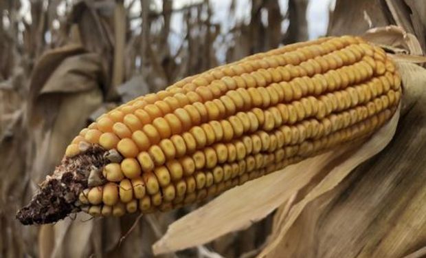 Se acelera la cosecha de maíz: ya se vendió un 70 % del cereal recolectado