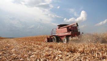 Cosecha de maíz logró cubrir un 10% de la superficie