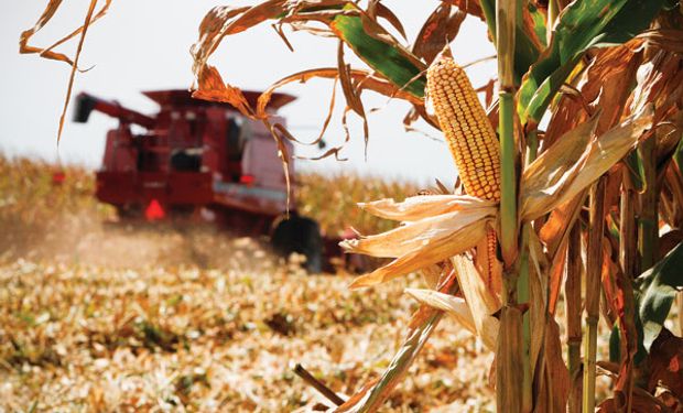 La cosecha de maíz se atrasa y provoca pérdidas