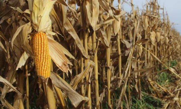 La cosecha de maíz entró en la recta final: destacan excelentes rindes en la provincia de Córdoba