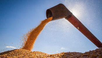 El maíz ya bajó US$ 7 y se disparó el ingreso de camiones al puerto: qué se puede hacer ante el avance de la cosecha