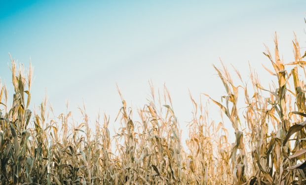 Maíz tardío: ¿cosechar y pagar gastos de secado o esperar con el cultivo en pie hasta fin de julio o agosto?