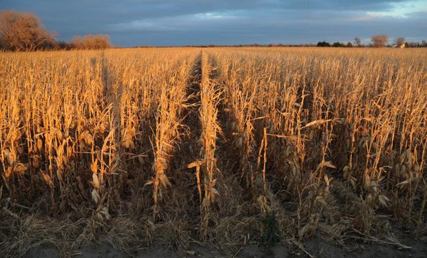 Más demoras para la cosecha en Argentina