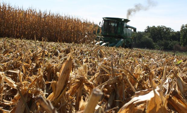 Clima permitió avanzar con la cosecha de maíz