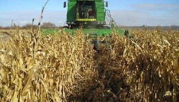 Sudáfrica rumbo a una gran cosecha de maíz