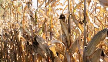Clave para el maíz: qué revelan los monitoreos nacionales de chicharritas