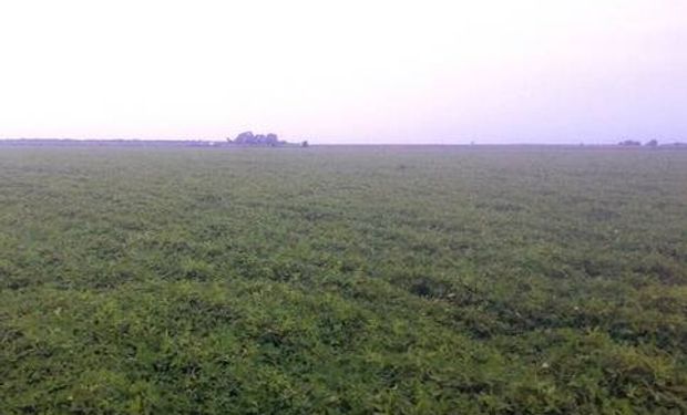 Campo de maní en plena floración en Alejando Roca, Córdoba.