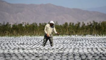 El "oro verde" del campo: hay 25.000 hectáreas, no se cubre la demanda y aseguran que el potencial es de 6,5 millones de hectáreas