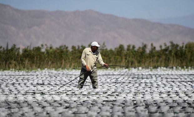El "oro verde" del campo: hay 25.000 hectáreas, no se cubre la demanda y aseguran que el potencial es de 6,5 millones de hectáreas