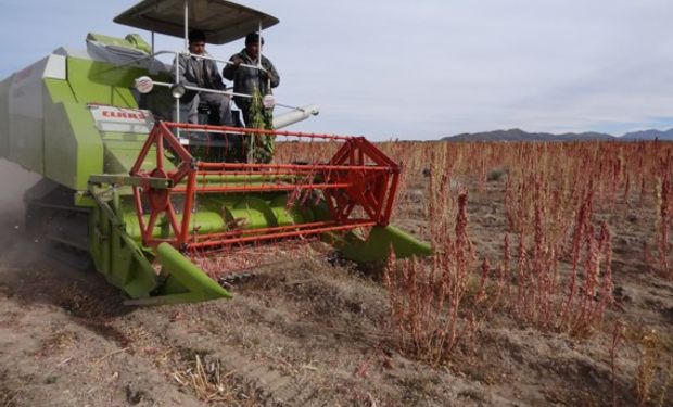 En 2016 "va a bajar sustancialmente la producción de quinua", dijo ayer el ministro boliviano de Desarrollo Rural y Tierras, César Cocarico.