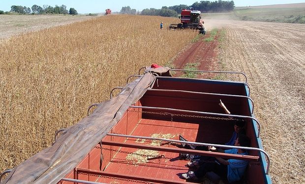 Subirá este año 16% el ingreso de soja-dólares