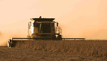 Soja: la cotización se desploma y sólo 13% de la cosecha tiene precio fijado
