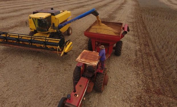 Brasil: labores de cosecha lograron cubrir un 19% de la superficie.