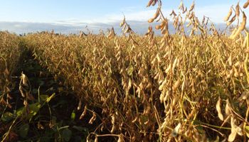 La cosecha de soja cierra en tiempo récord: cómo termina el rinde de las 15 zonas productoras