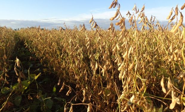 La cosecha de soja cierra en tiempo récord: cómo termina el rinde de las 15 zonas productoras