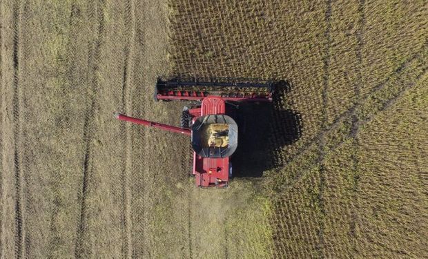 Cosecha de soja de primera en General Alvear, Provincia de Buenos Aires. Foto: @gonhermida