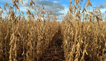 Brasil: fuertes lluvias amenazan a la cosecha en Mato Grosso